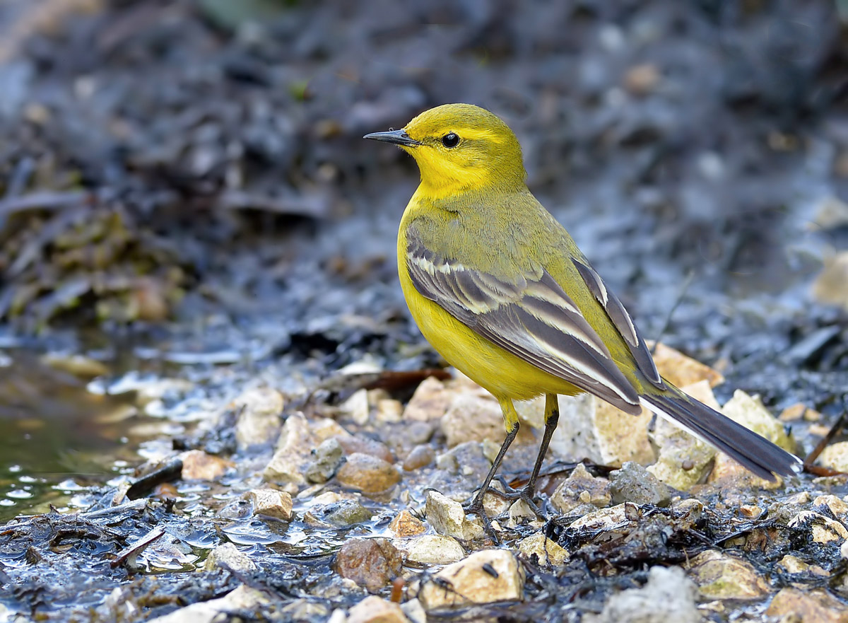 Yellow Wagtail.+ repost.