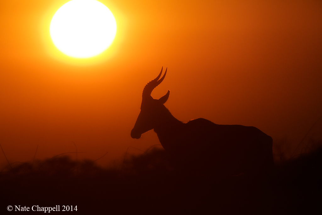 Bontebok w/setting sun