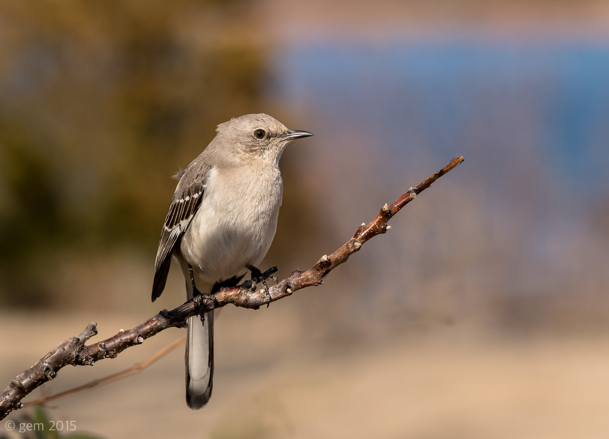 Mockingbird Profile