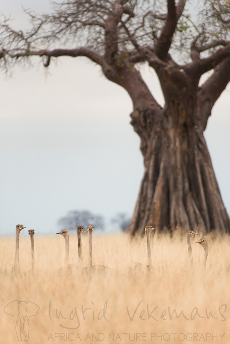 Family Tree