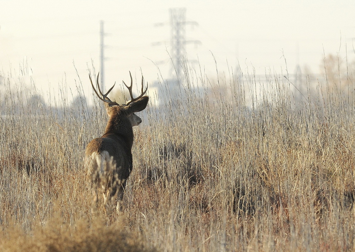 Buck and Towers