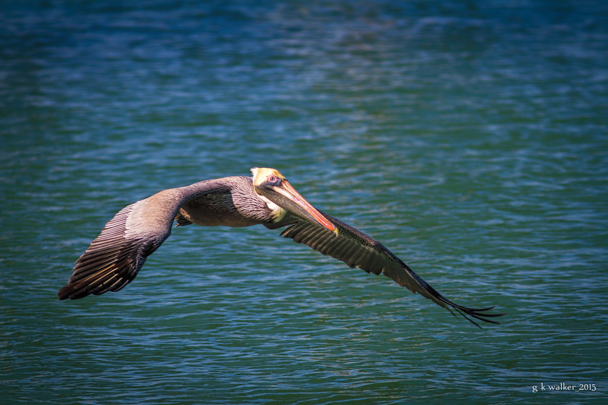 Brown Pelican