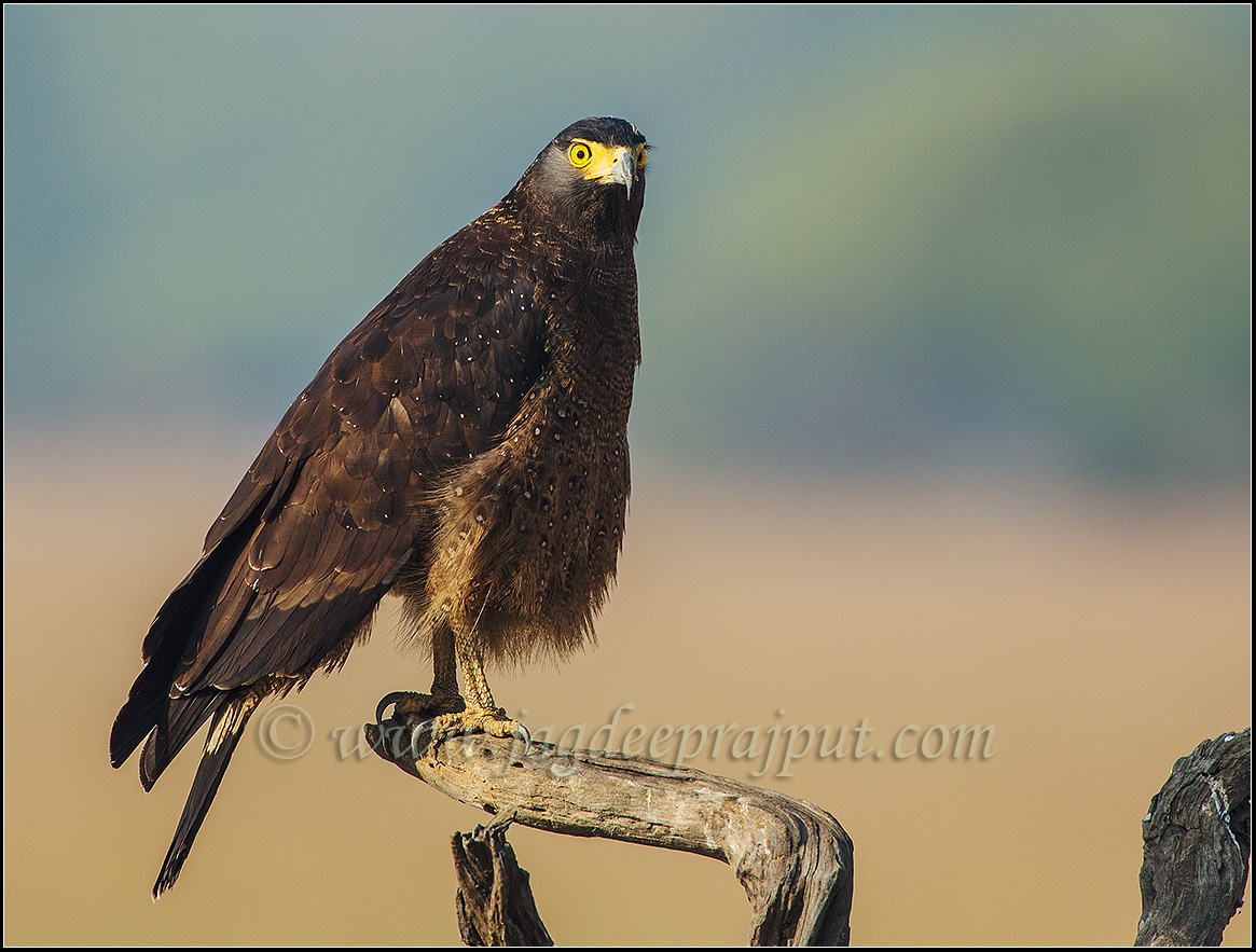W-Repost- Crested Serpent Eagle