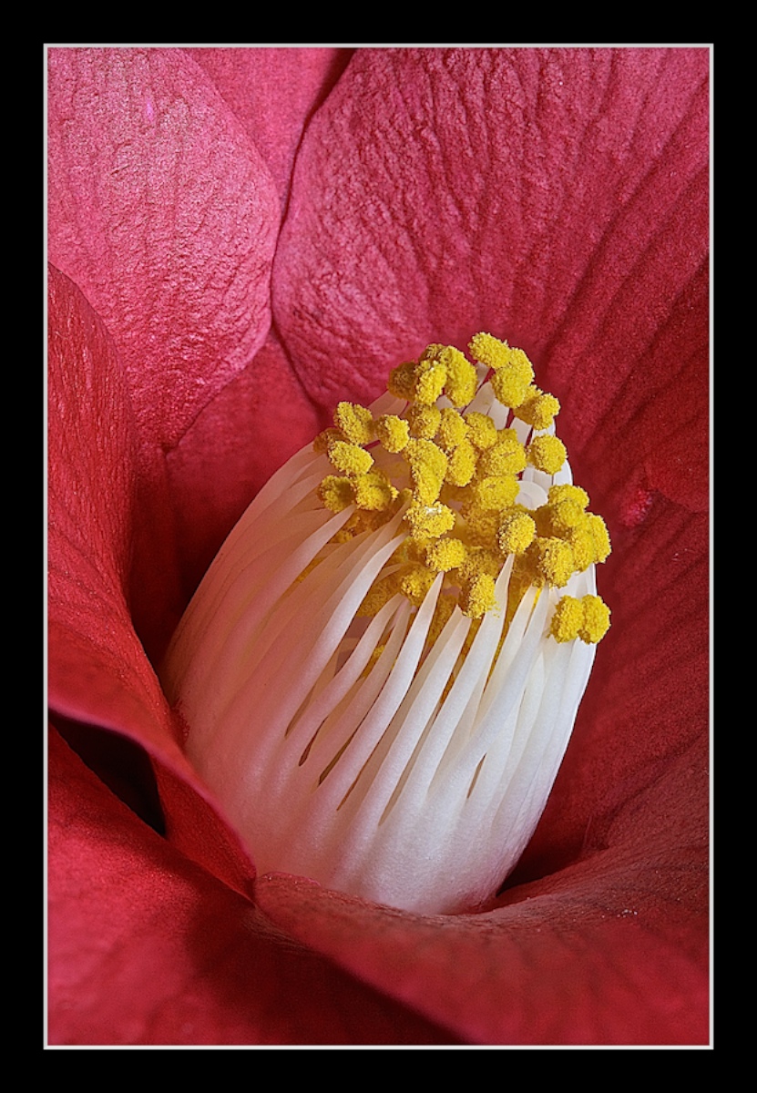 Japonica
