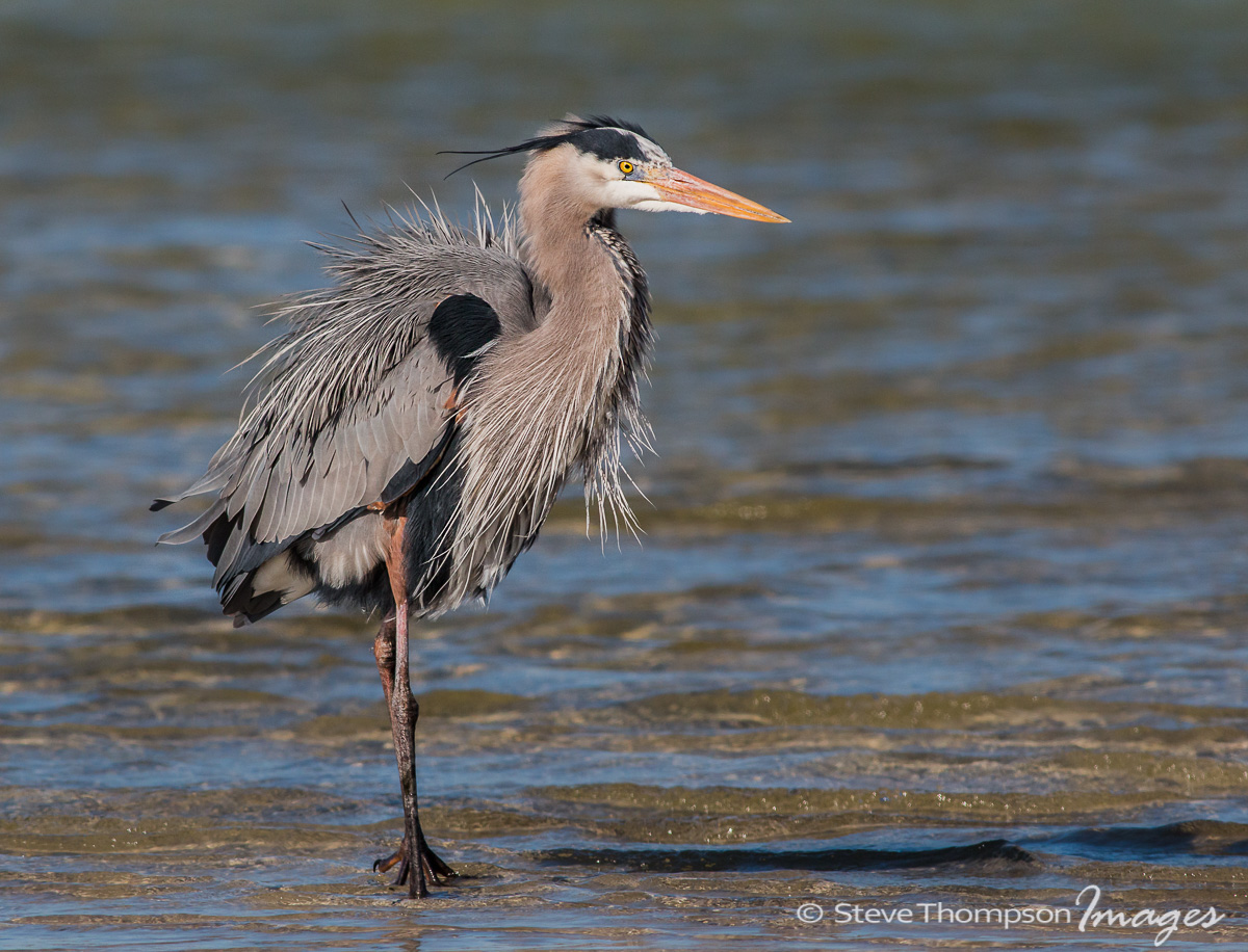 GBH Looking Good!