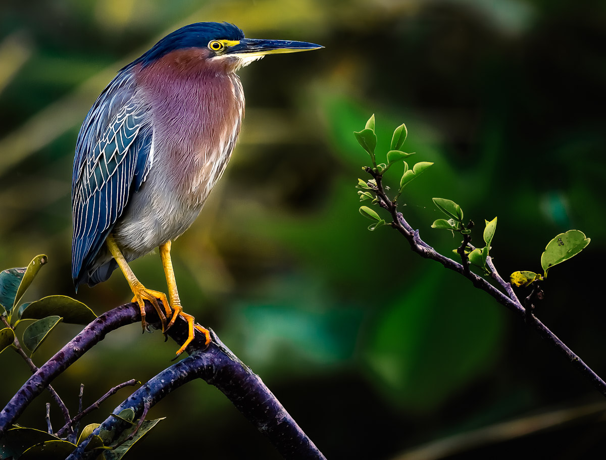 Green Heron