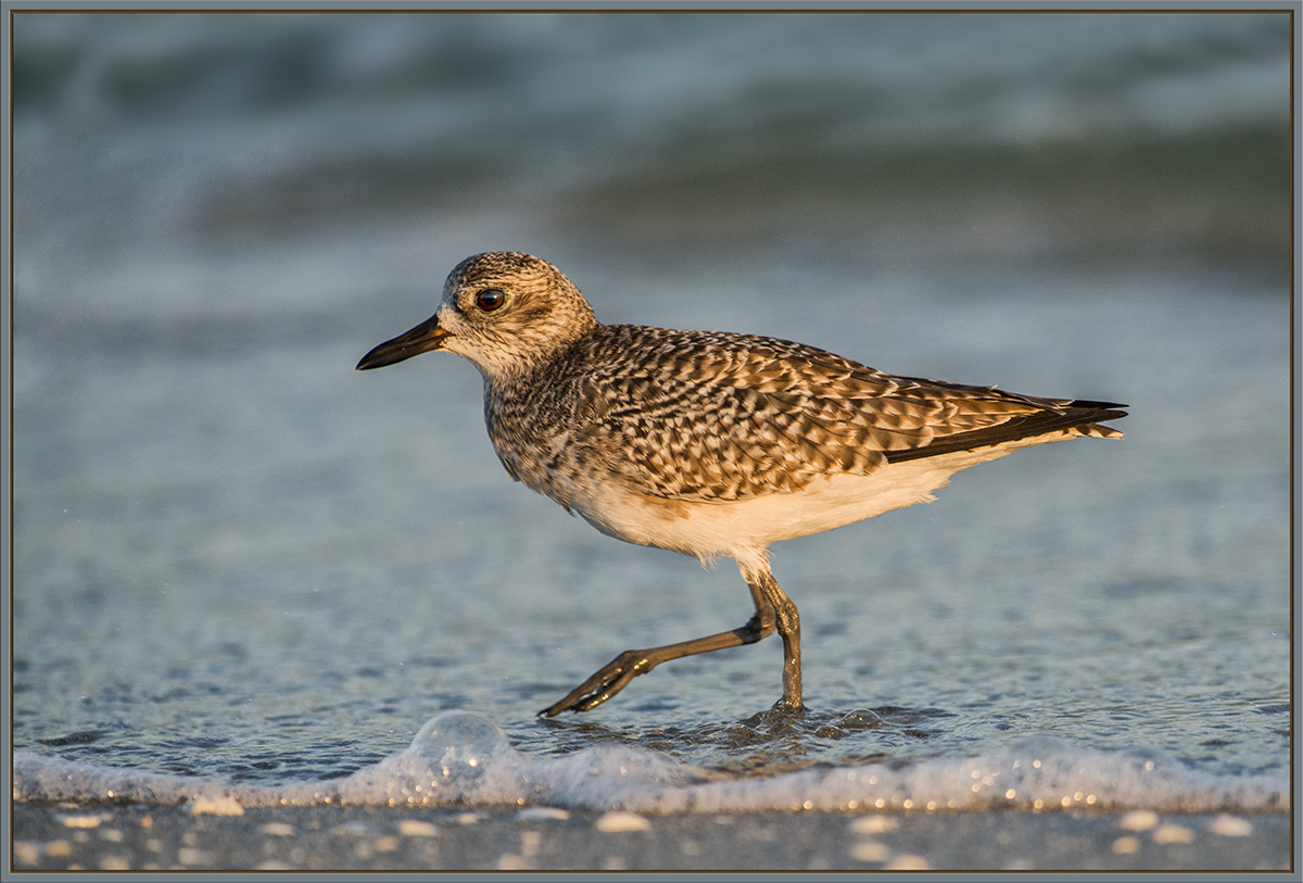 Black-Bellied Plover