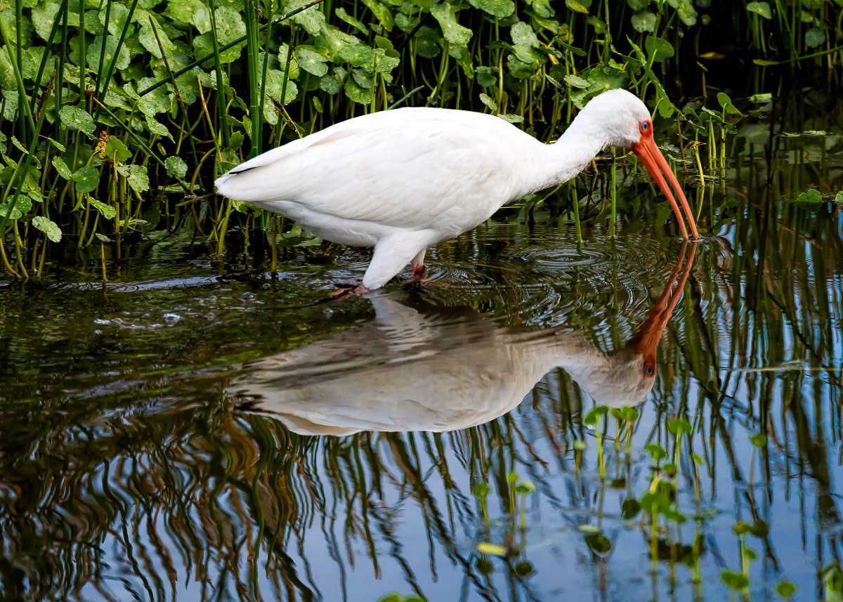 Wading Ibis