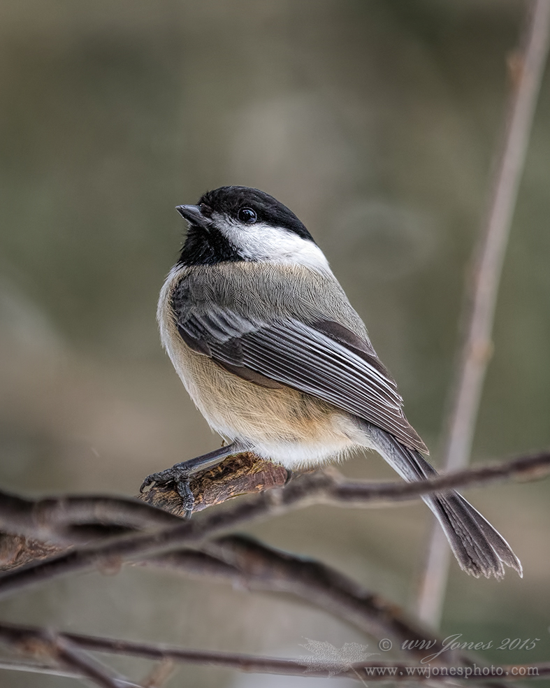 Dignified Chickadee