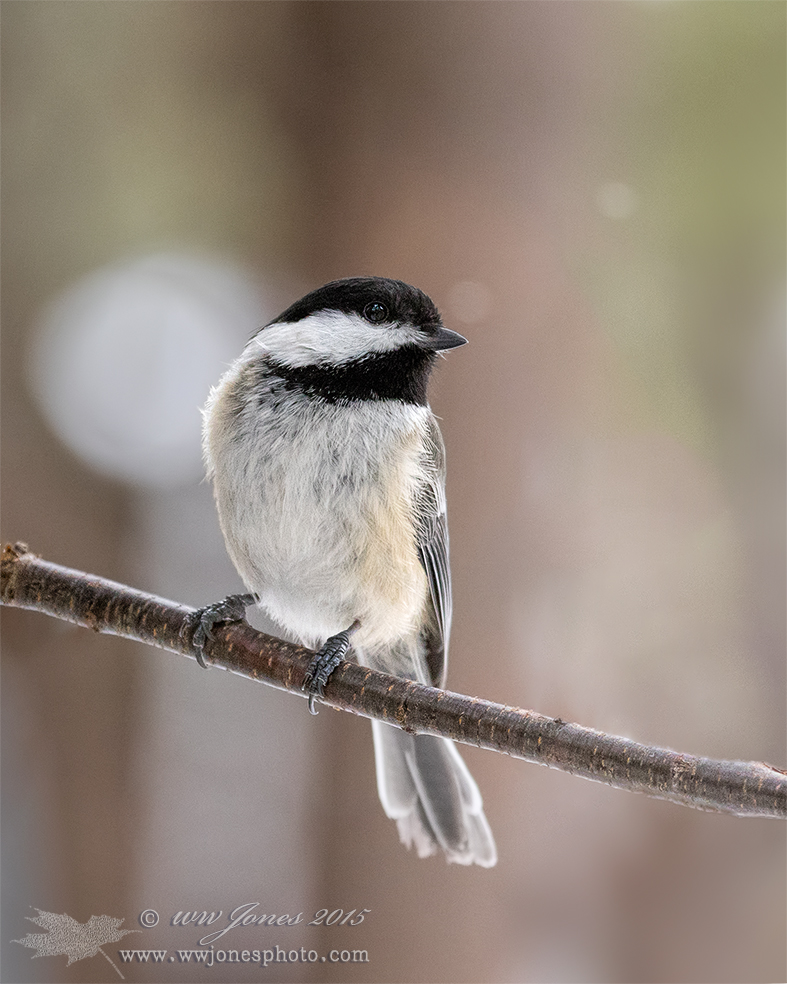 Back-lit Black-capped