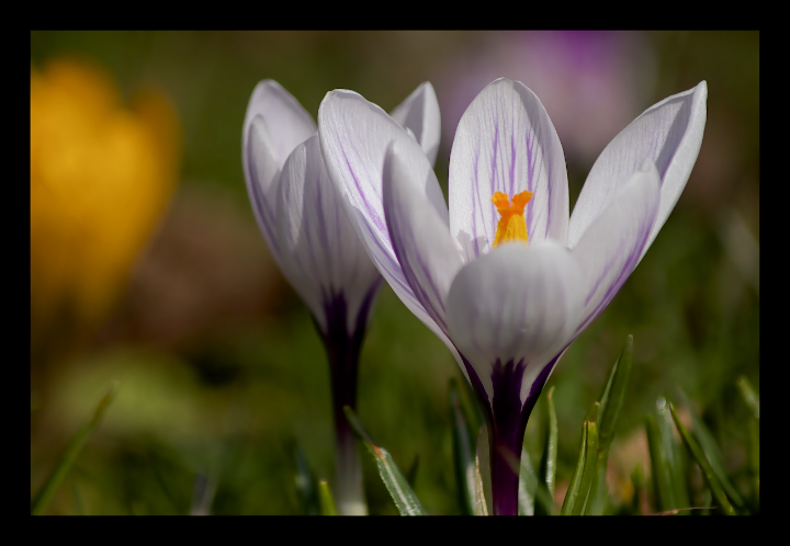 White Crocuses + RP