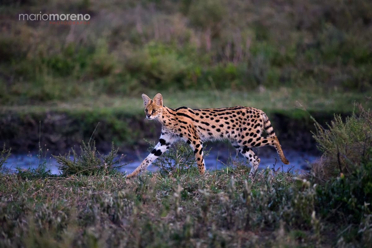 The Serval