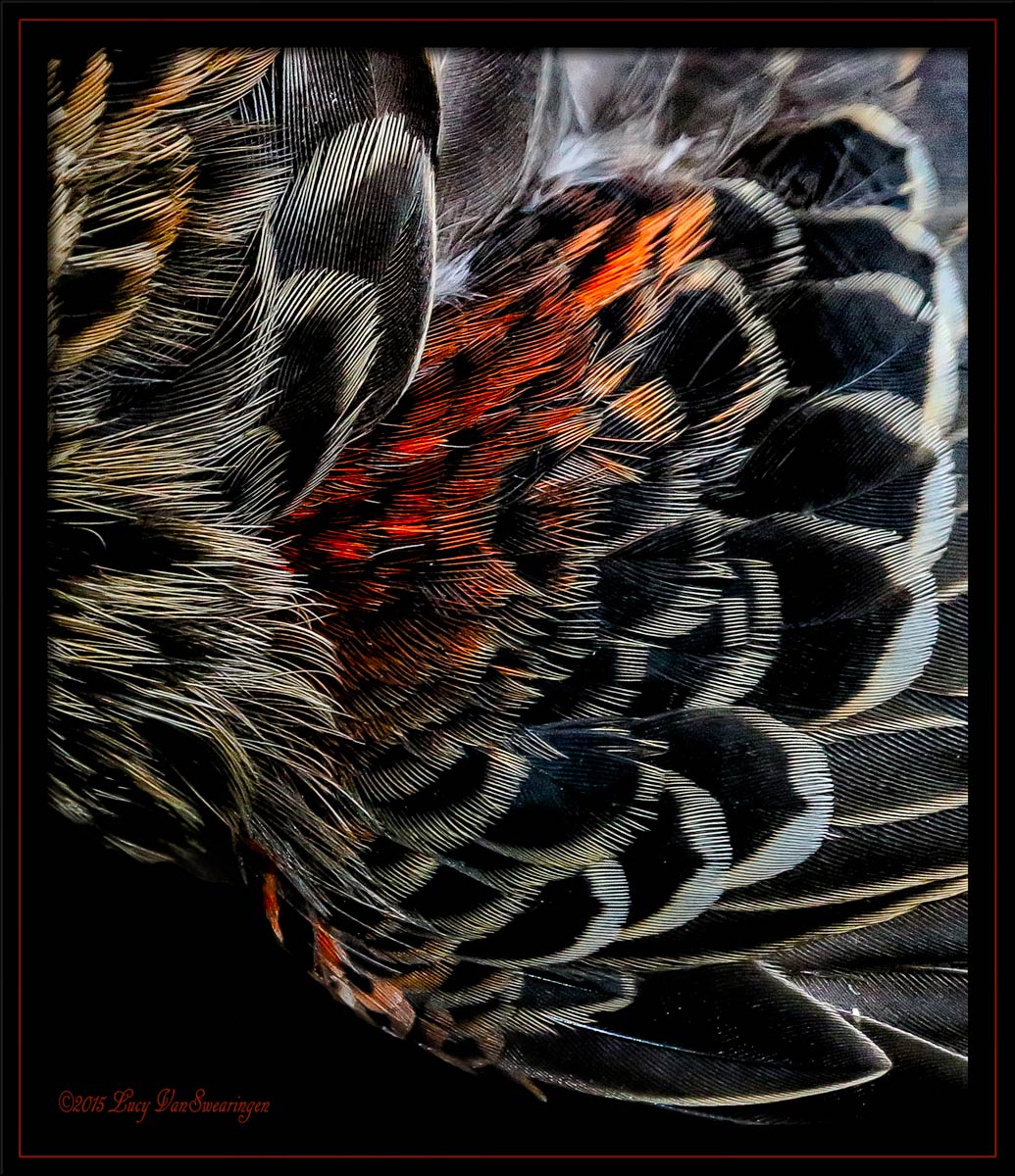 Dinner For One (Hawk)