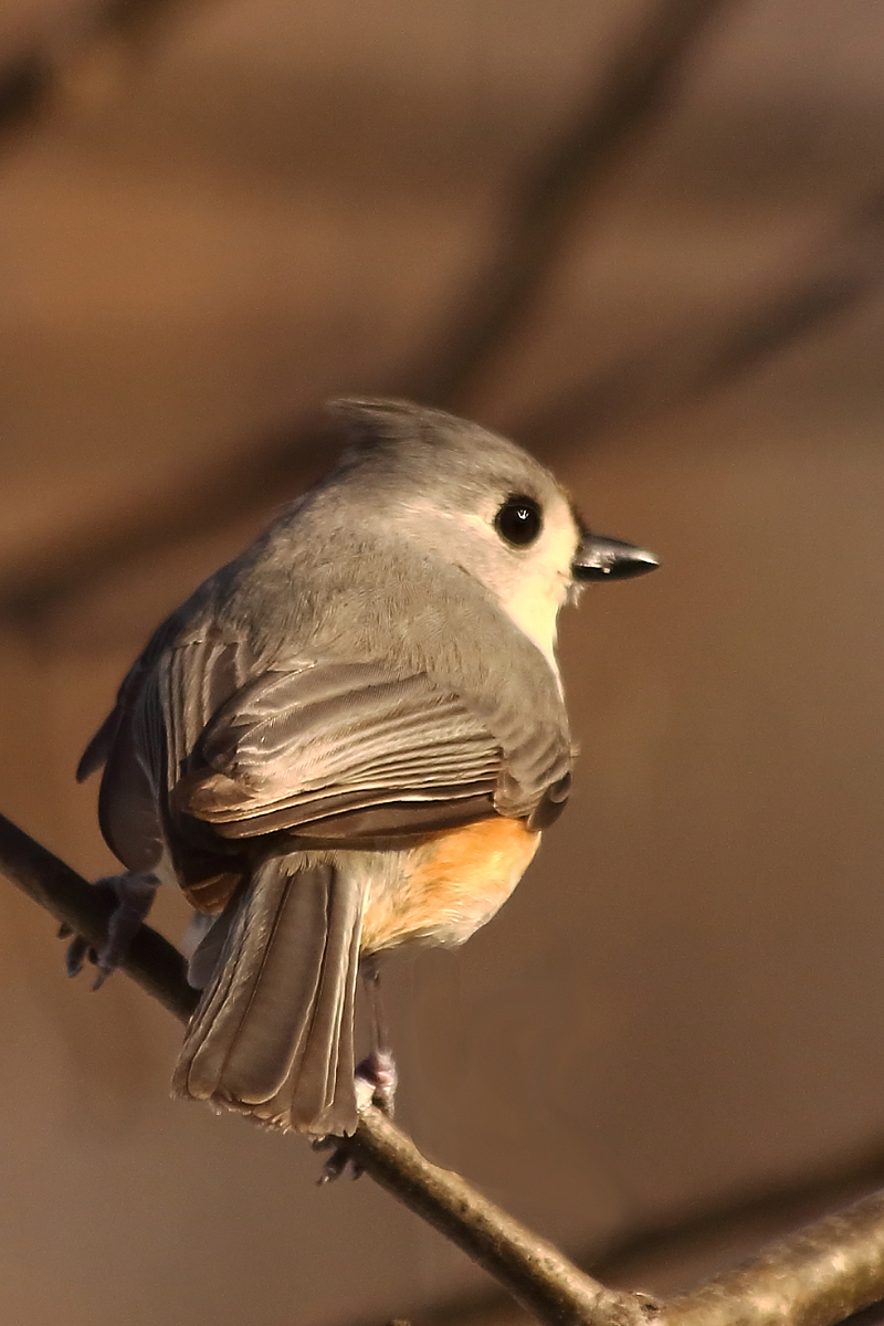 Tufted titmouse