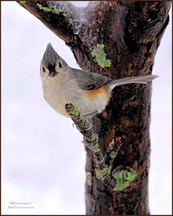 Tufted Too
