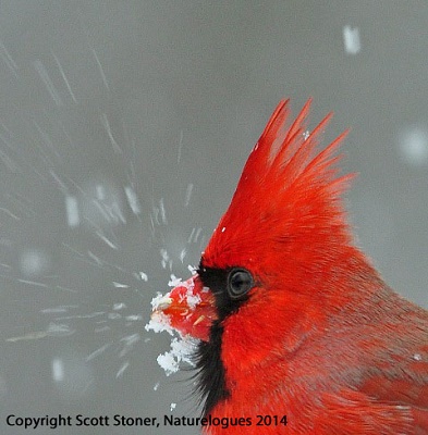 Snowy Cardinal