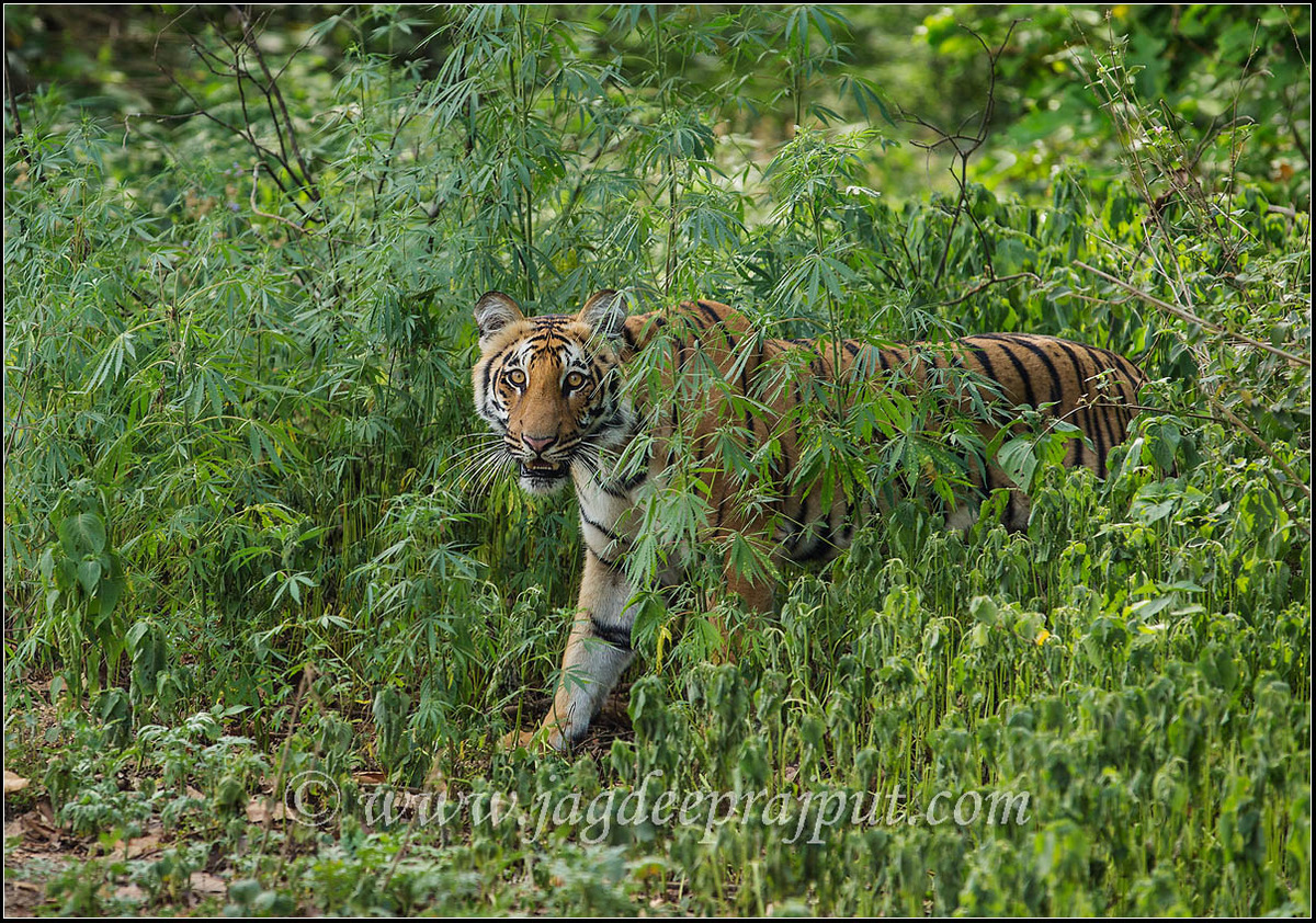 Tiger in the cannabis