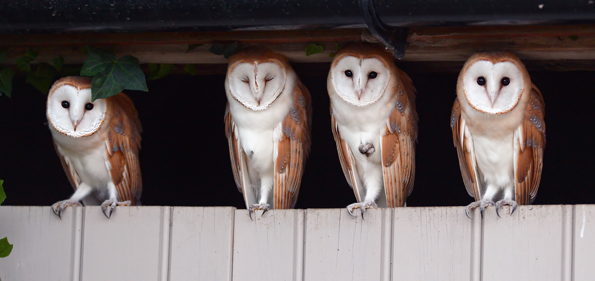 Barn owls.