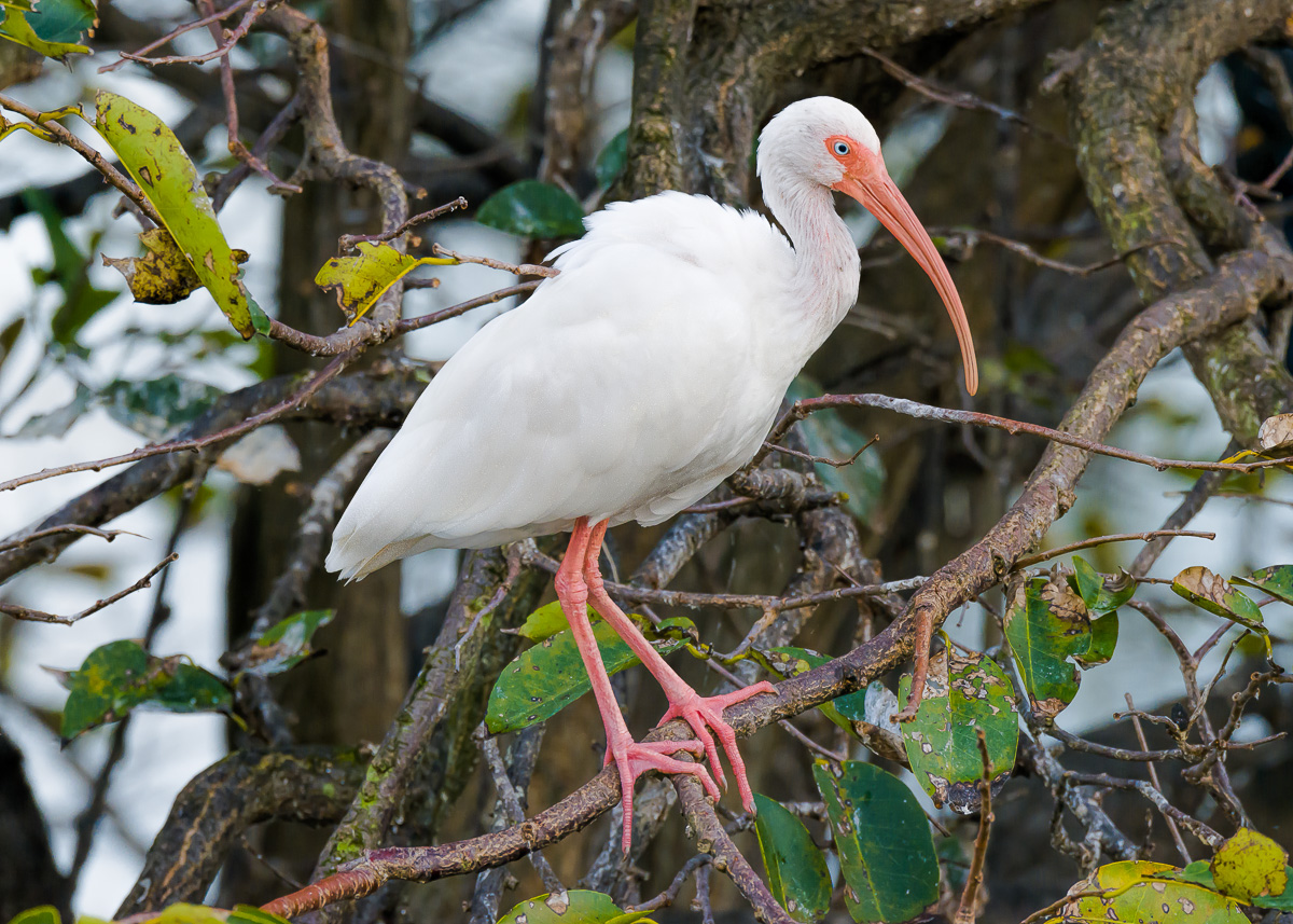 White Ibis