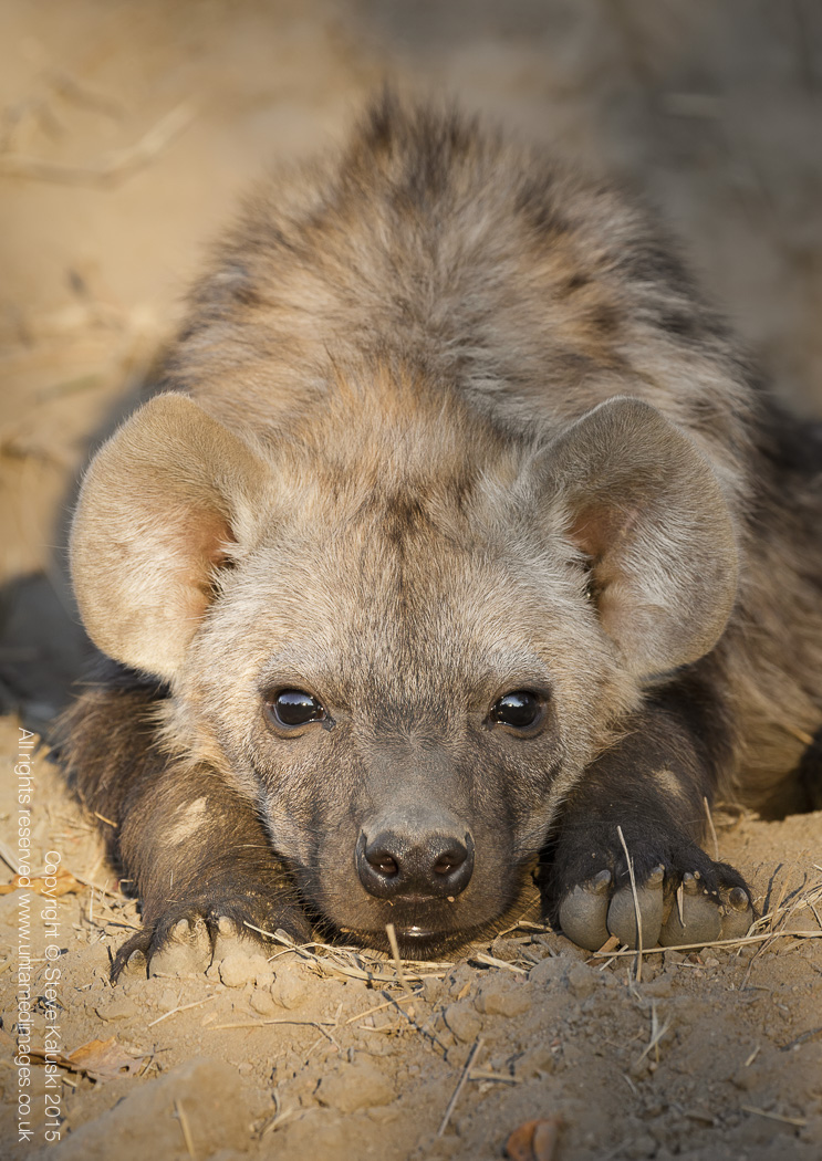 Hyena cub