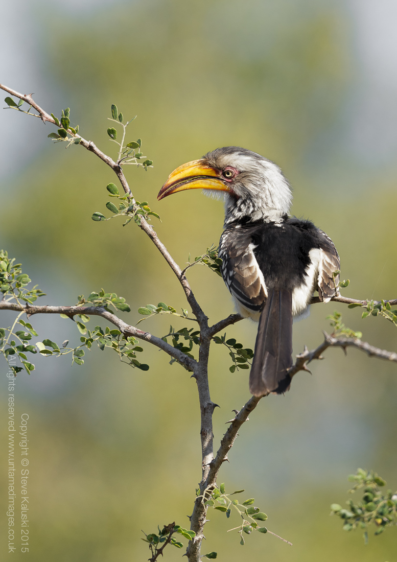 Yellow-billed hornbill