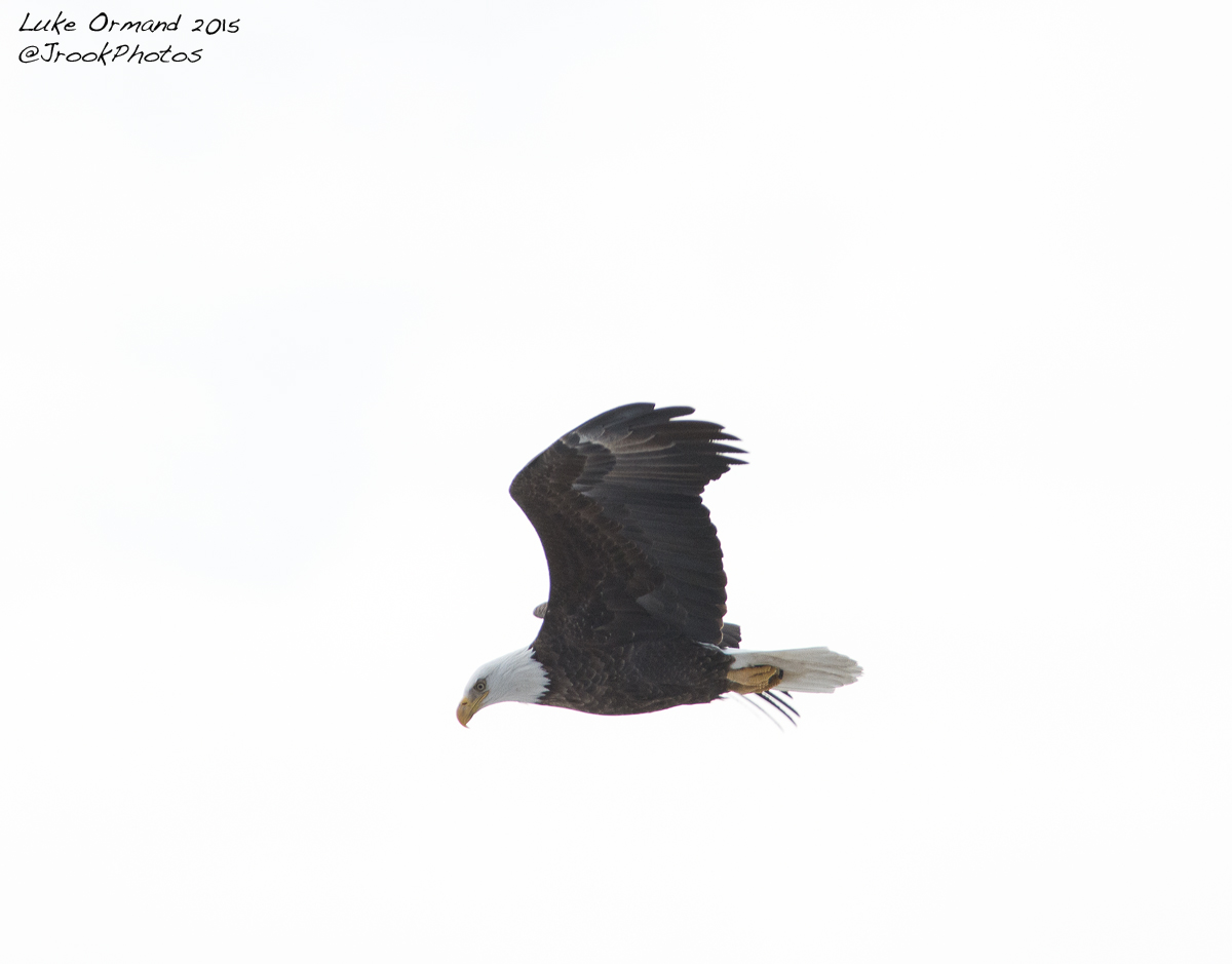 Bald Eagle 