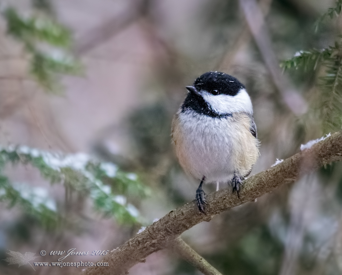 Black-capped Chickadee 4