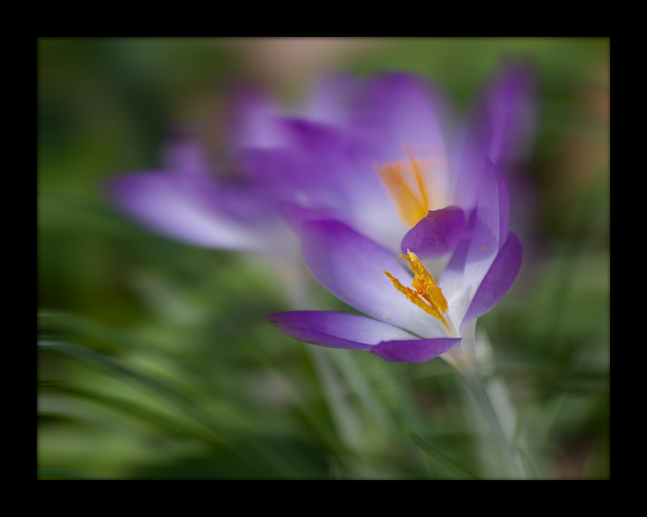 Crocus Dream