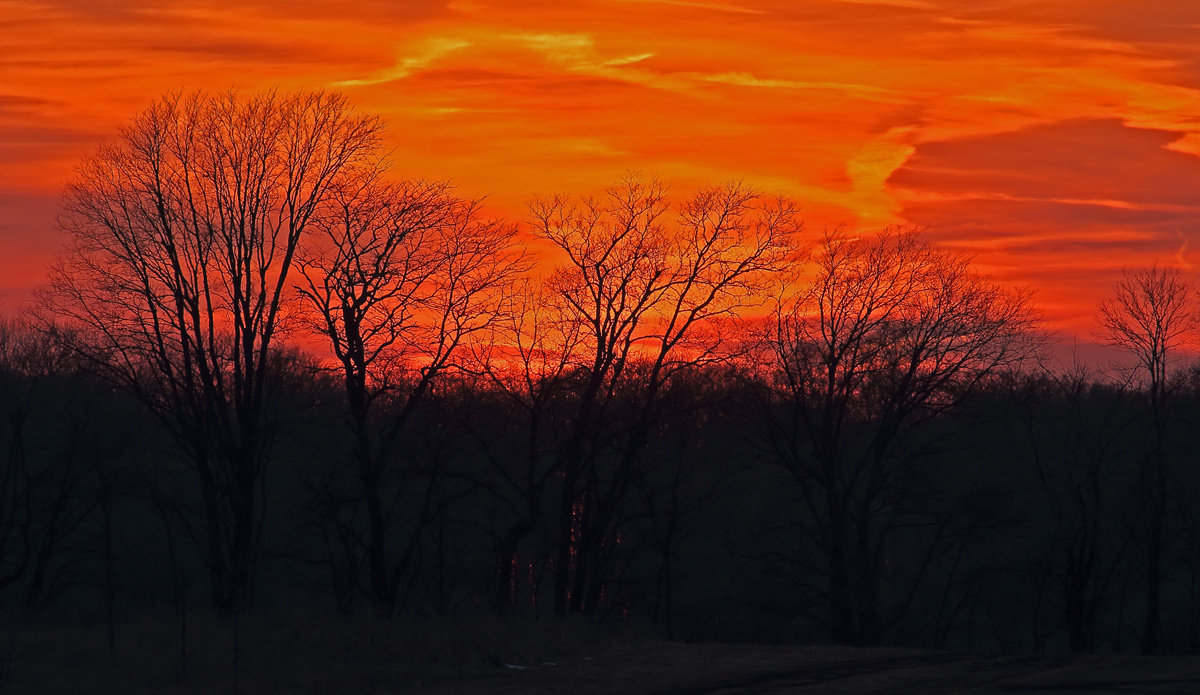 Grove Sunset