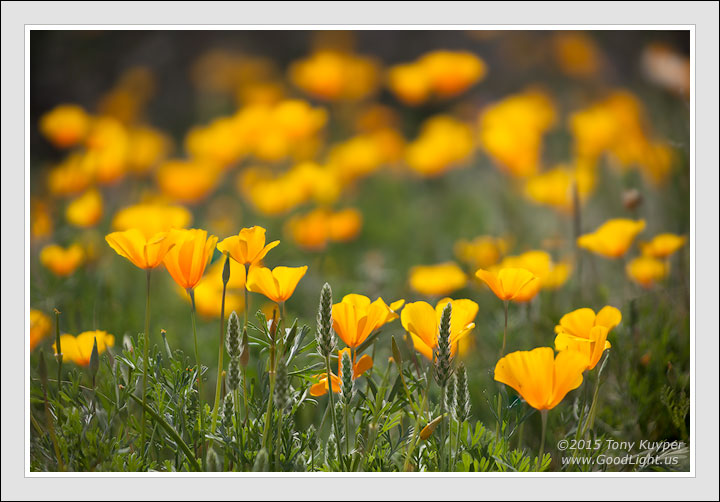 Mexican Poppies