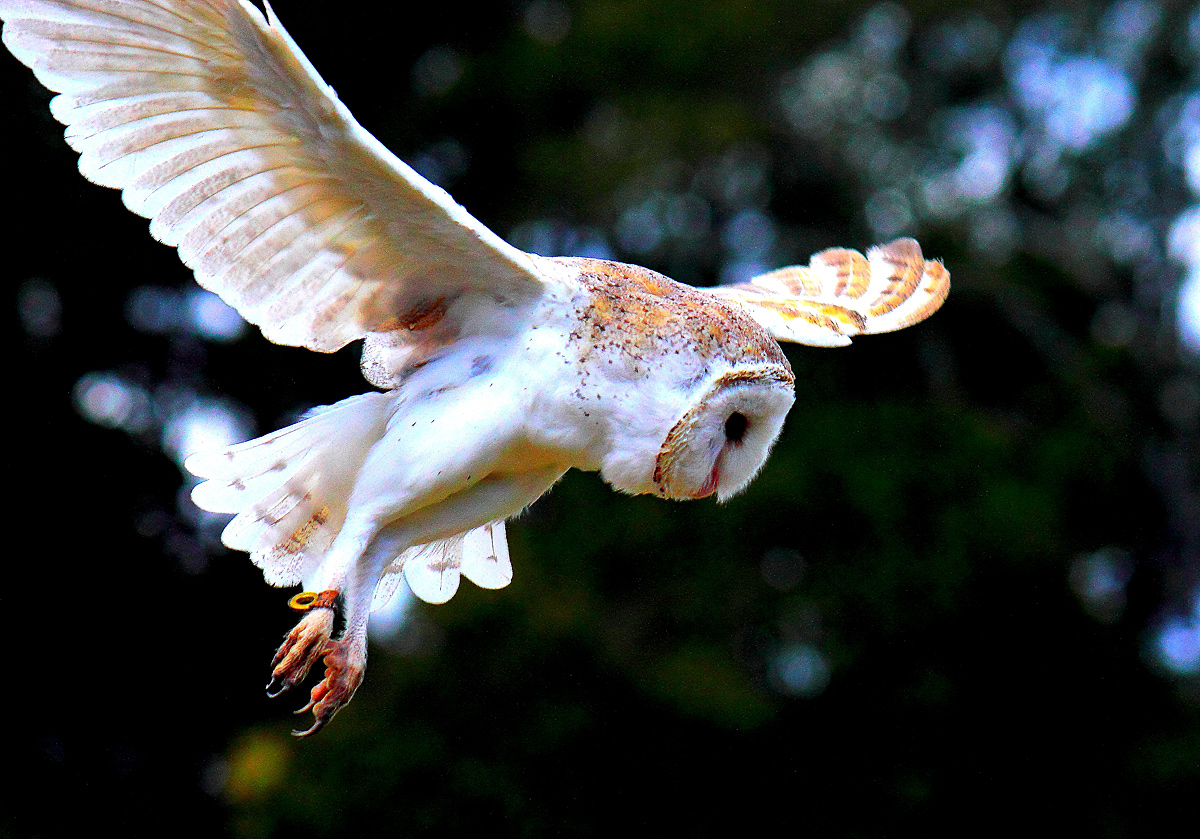 Barn Owl