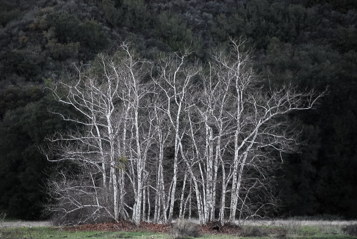 Winter's Skeletons