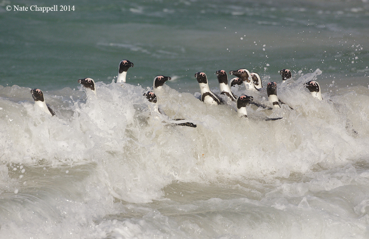 African Penguins