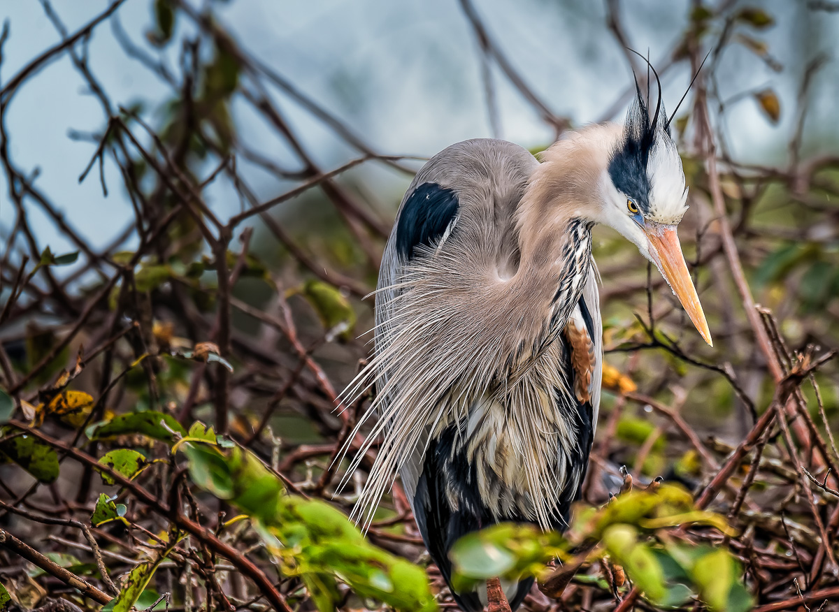 Great Blur Heron