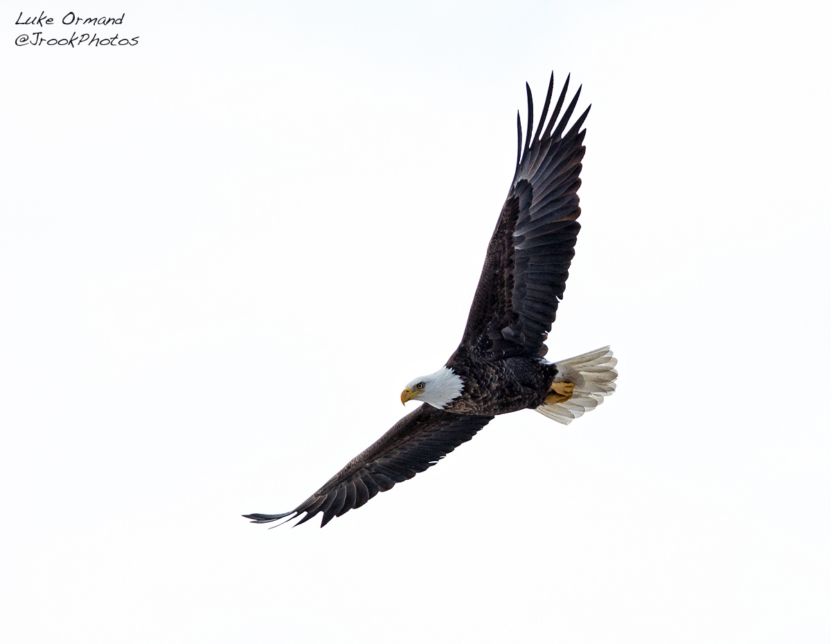 Soaring Eagle