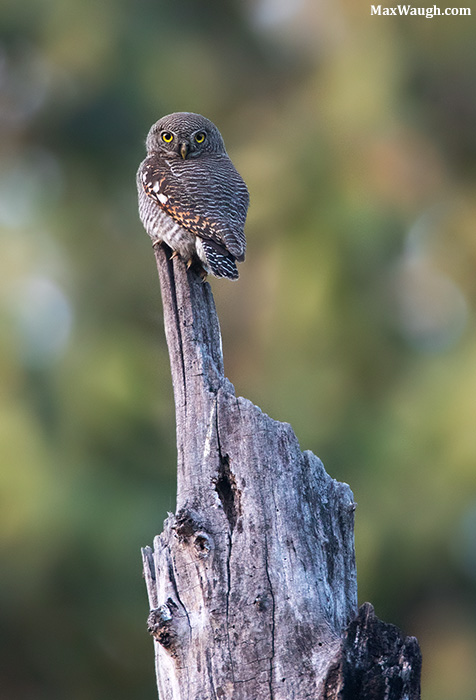 Jungle Owlet