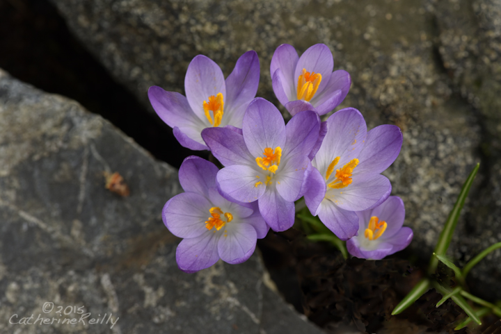 Crocus In A Crevice