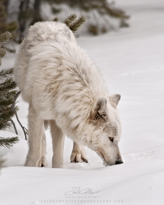 White Wolf