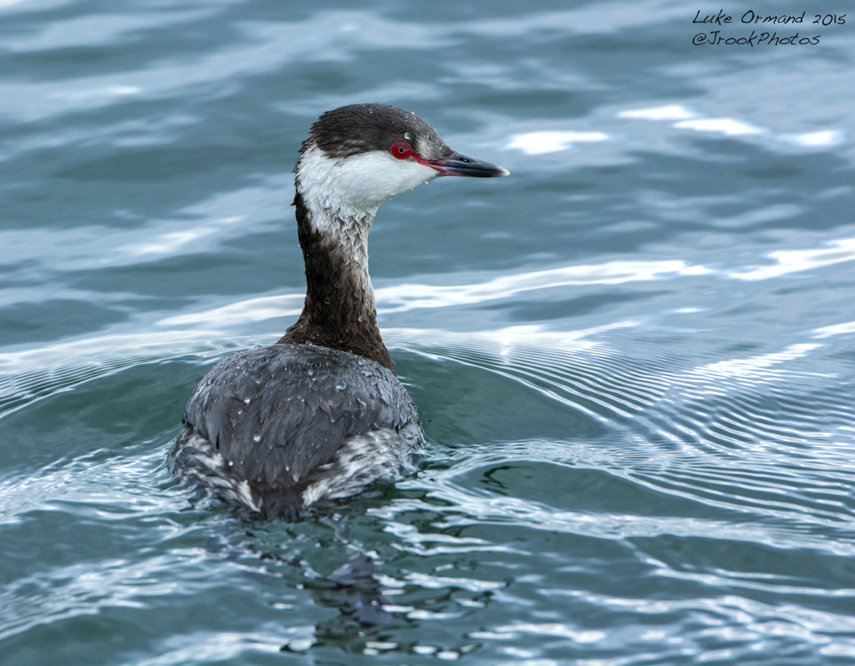 Horned Grebe