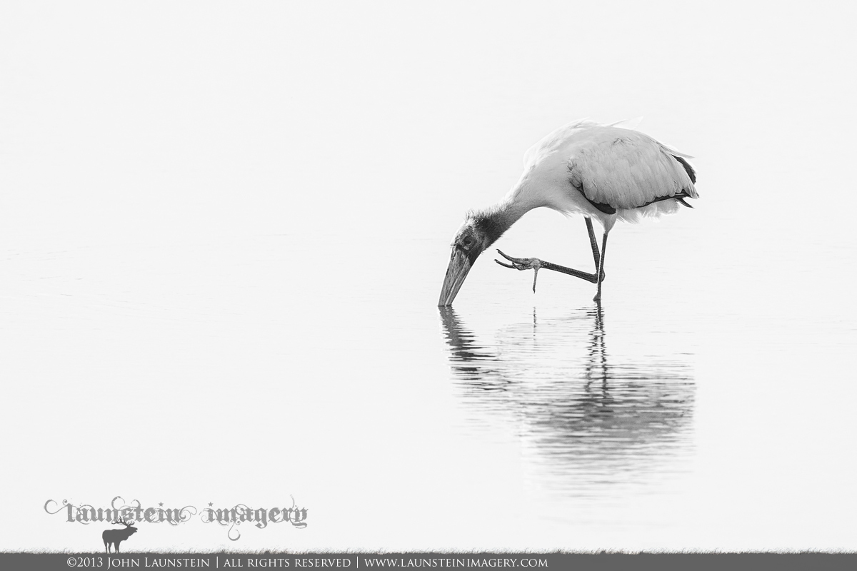 B&W Wood Stork