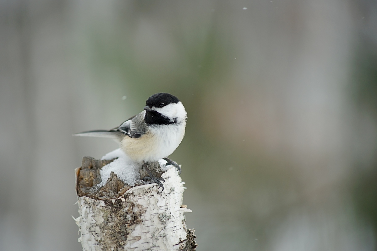 Winter Chickadee