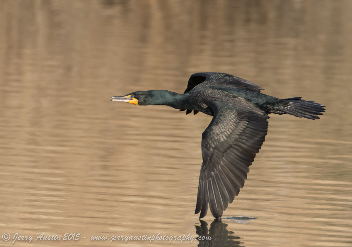 Skimming Cormorant