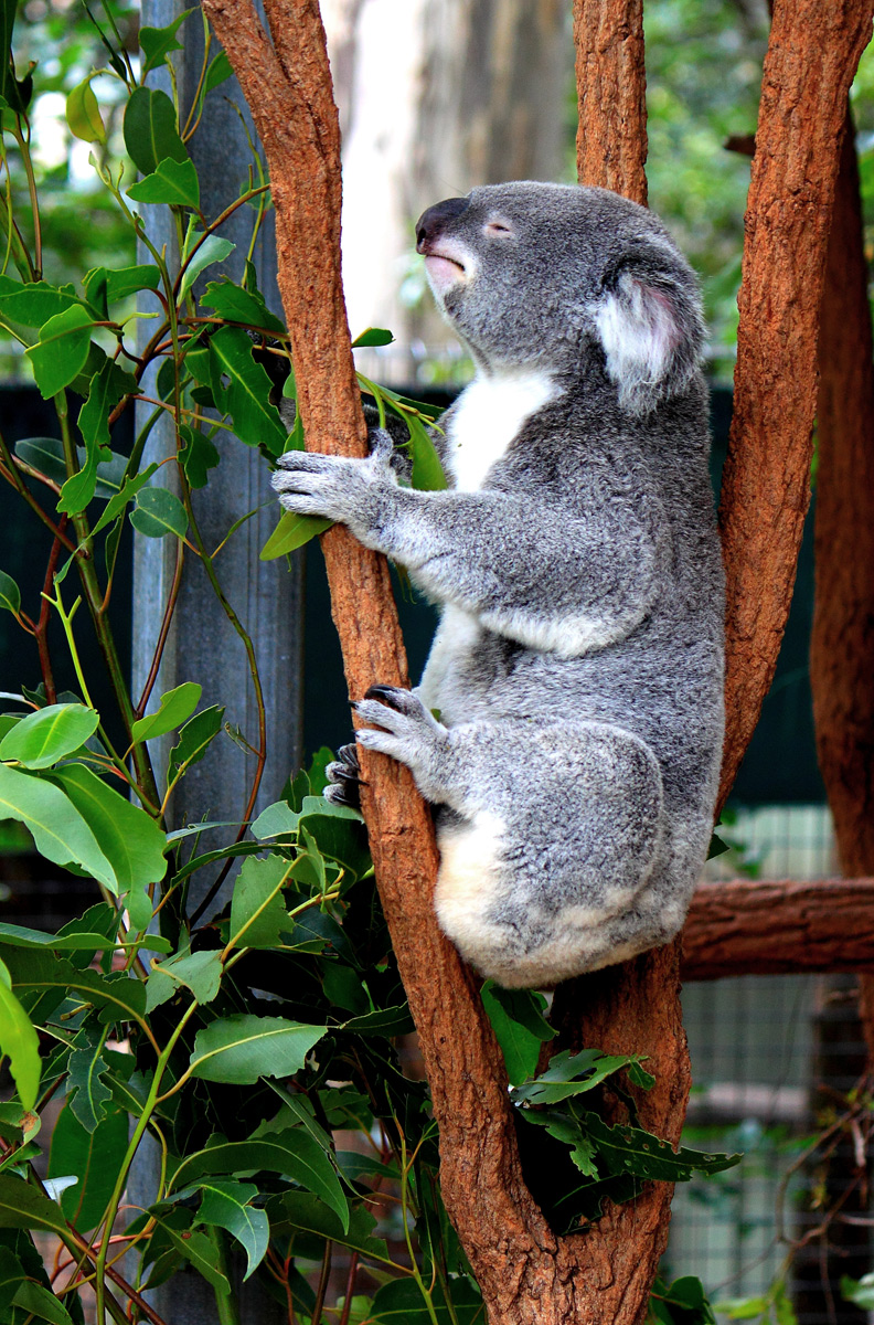 Koala