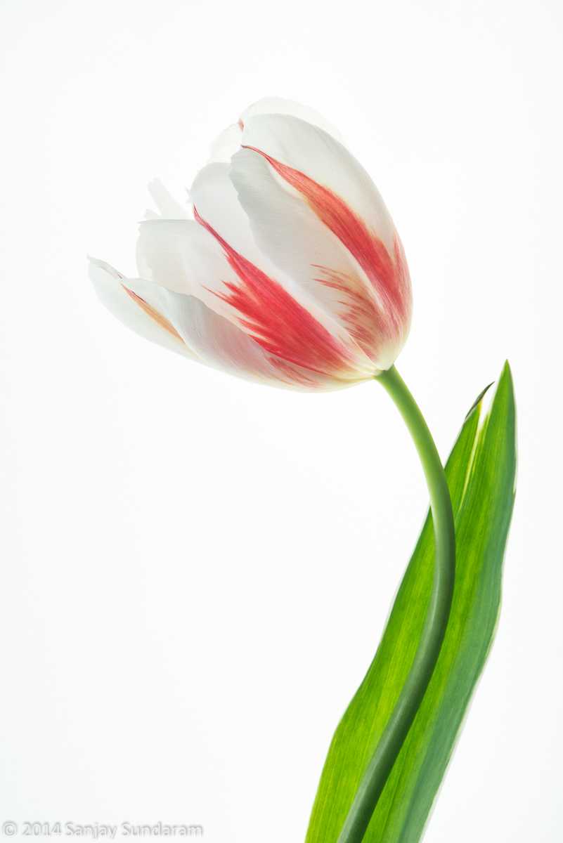 White Tulip