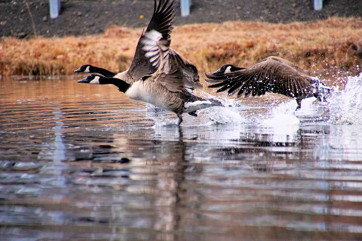 Taking Flight #676