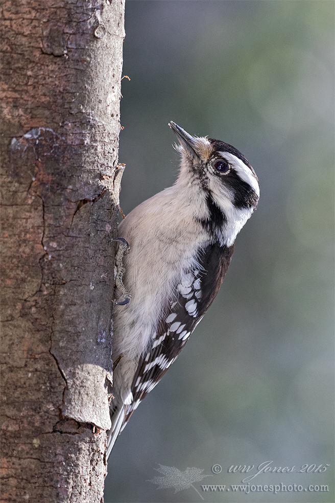 Downy Woodpecker Female