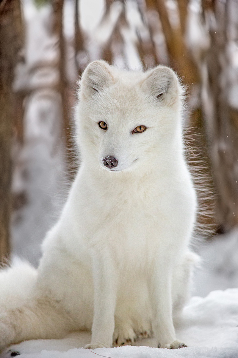Sly as a fox
