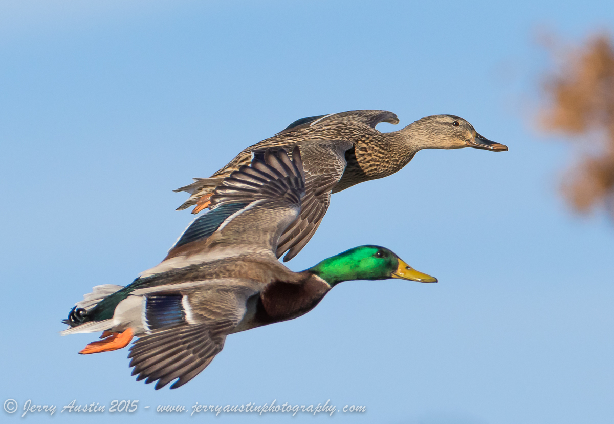 Mallard Pair
