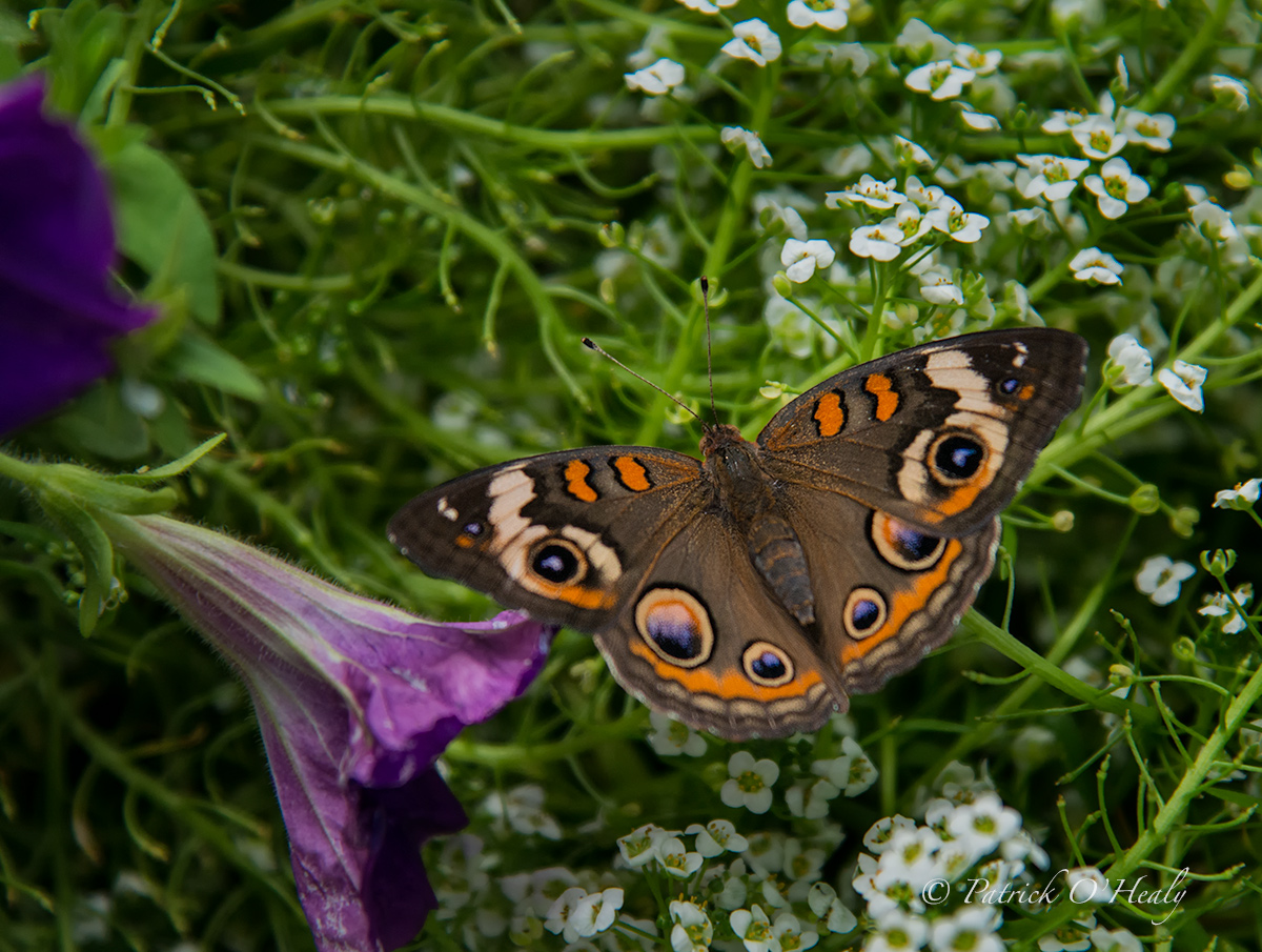 Safari Park Butterfly