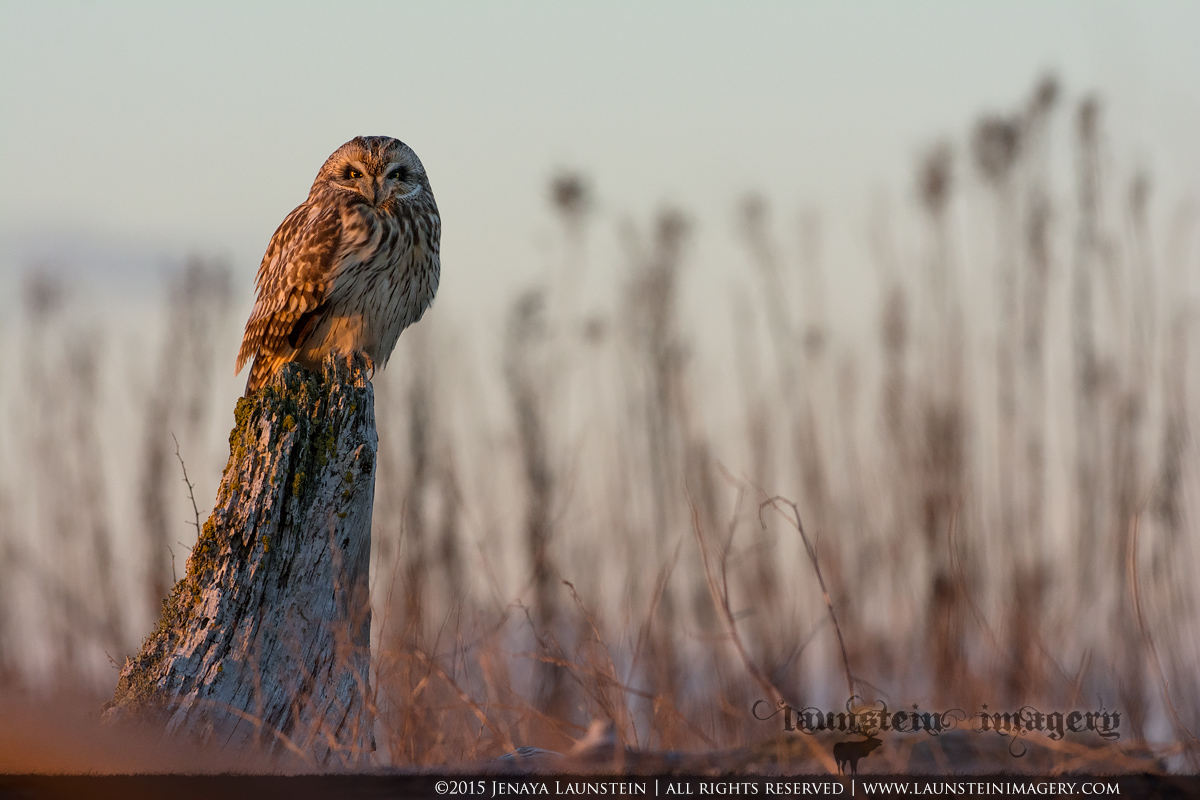 Short Eared at Dusk